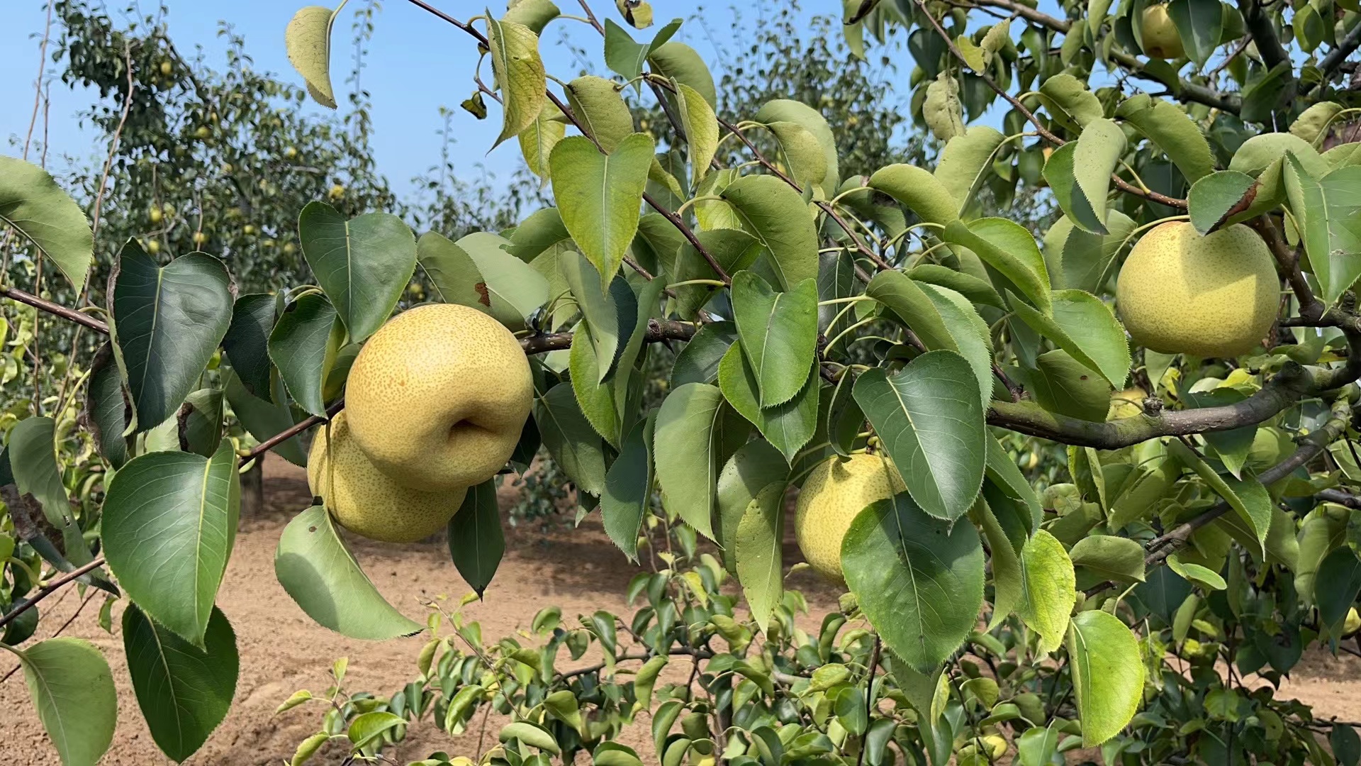 一位中年果农站在酥梨树下,手持剪刀正在采摘成熟的金黄色酥梨,篮子里已装满新鲜果实,脸上洋溢着丰收的喜悦,周围是郁郁葱葱的梨园,阳光透过树叶洒下斑驳光影 果农采摘酥梨场景