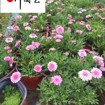 成都玛格丽特培育基地大量批发玛格利特花苗常用花镜花海