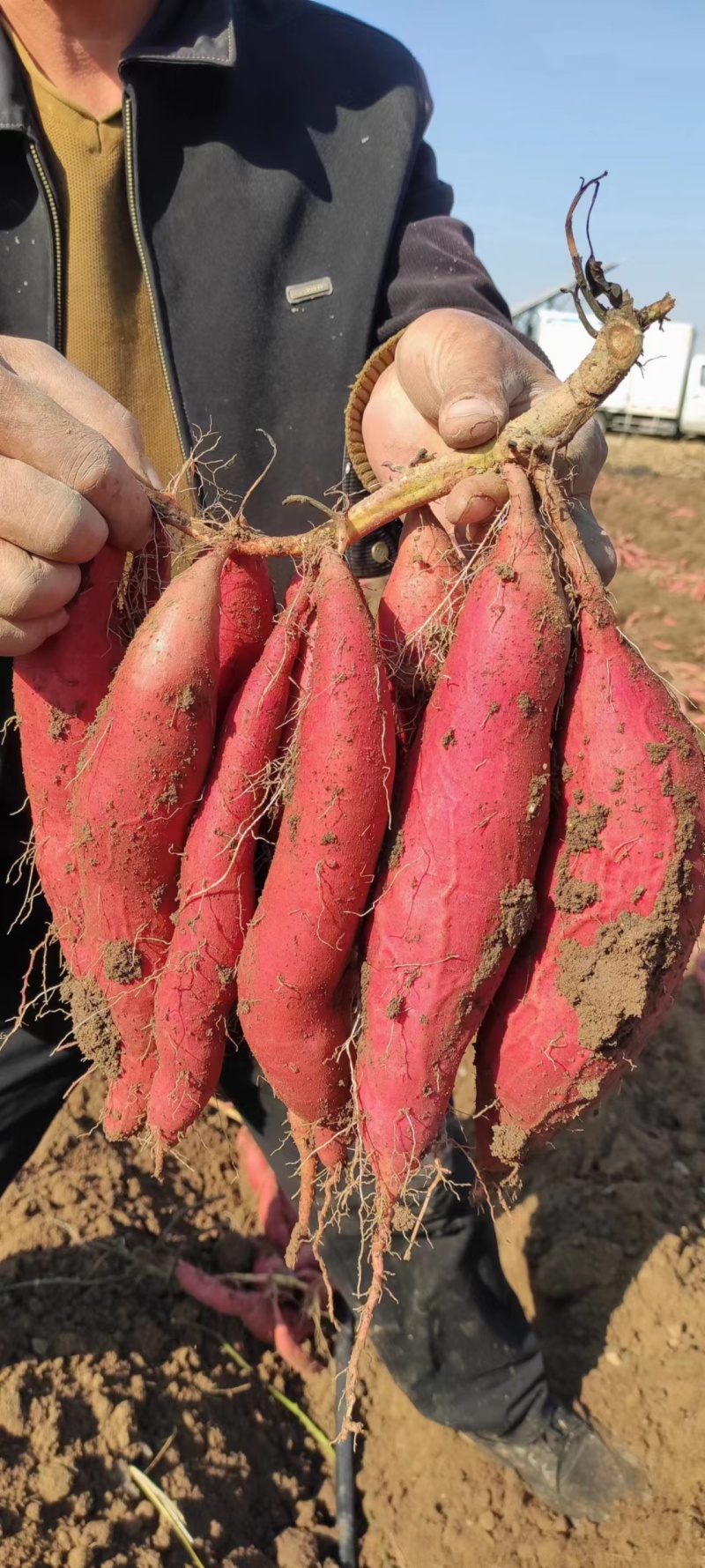 优质红薯:西瓜红,303,烟薯,济薯大量上市中一手货源