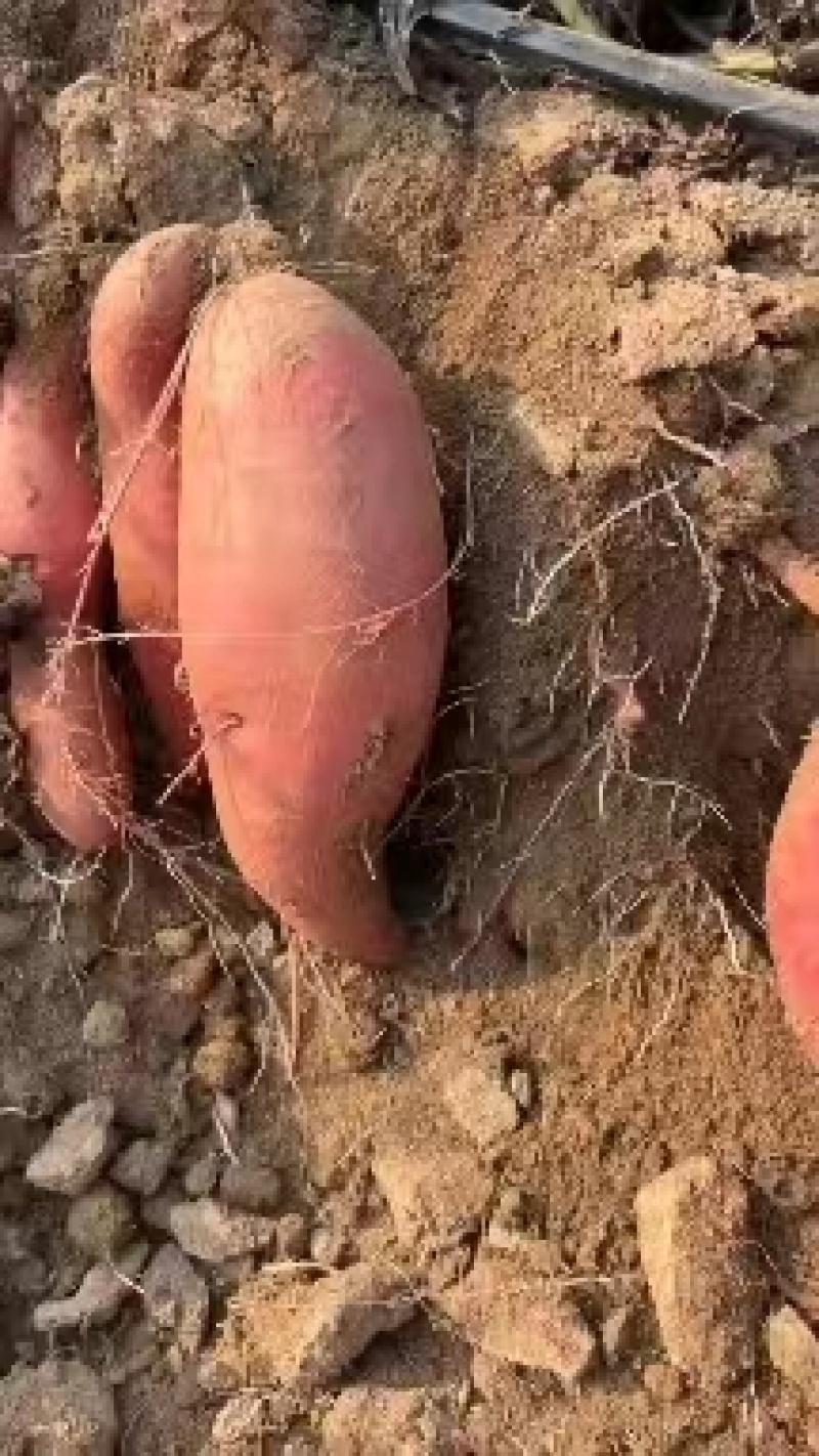 优质红薯:西瓜红,303,烟薯,济薯大量上市中一手货源