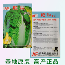 艳秋大黄心大白菜种子春秋冬季菜种孑白菜籽菜种籽四季蔬菜种
