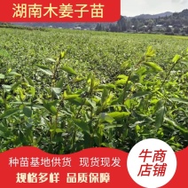 湖南木姜子苗苗子健壮成活率高，产量高苗子货源充足电联