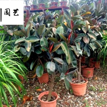 直供橡皮树盆栽大型绿植租赁花卉租摆常绿好养易活