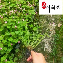 常年批发出售红花醡浆草好养易活常见地被花卉醡浆草