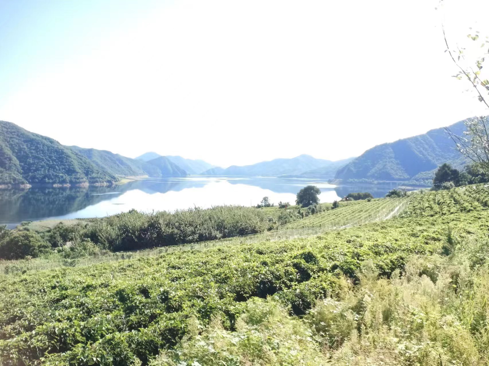 北五味子植物整体图,展示其藤本形态与叶片排列,背景为自然山林环境 北五味子植物整体图