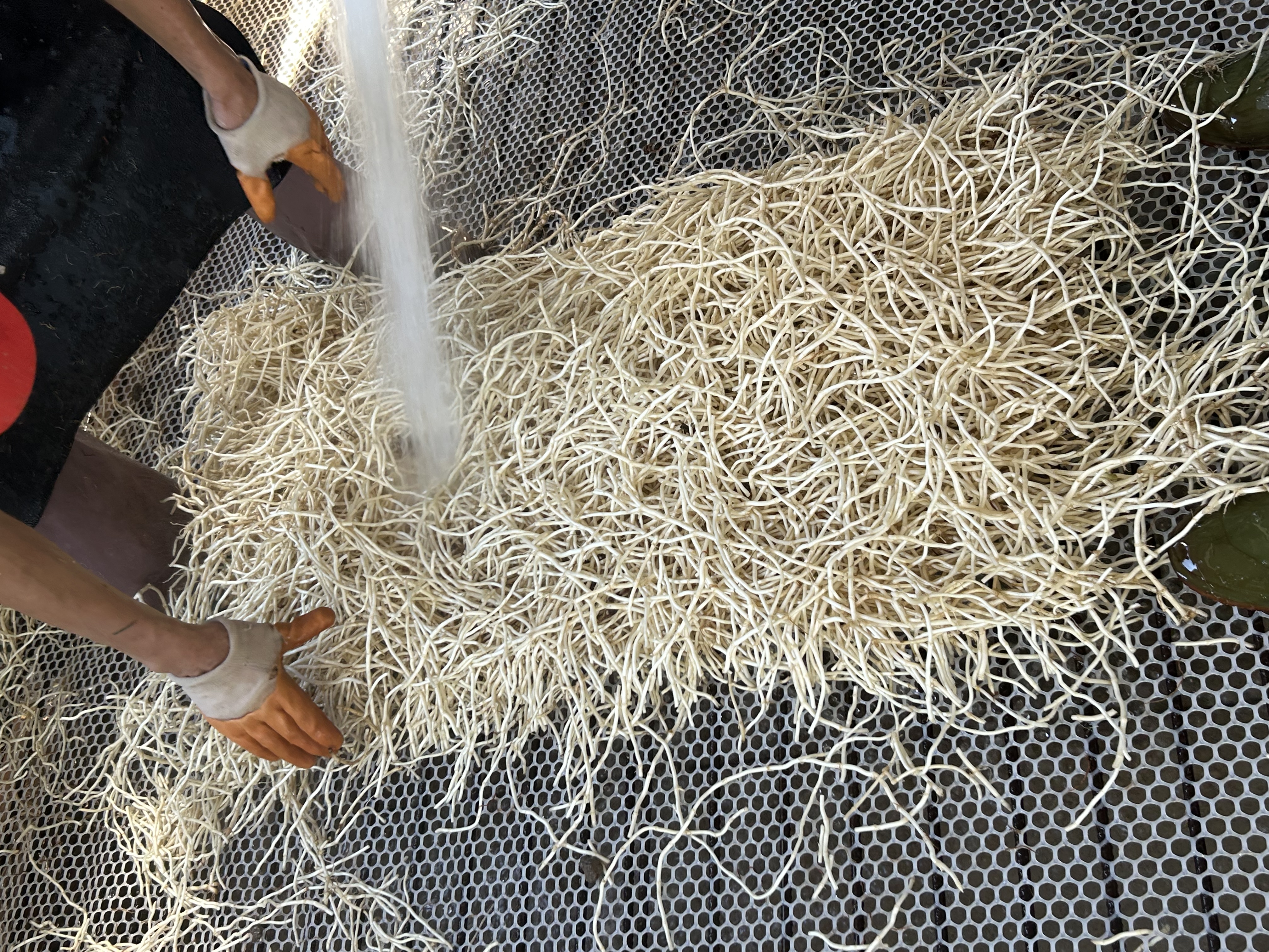 鱼腥草根加工过程示意图