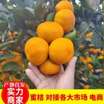 【特早蜜橘】特早高山蜜桔承接市场商超电商平台货源充足