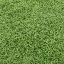 广东绿化草皮品种齐全质量保证欢迎来电咨询