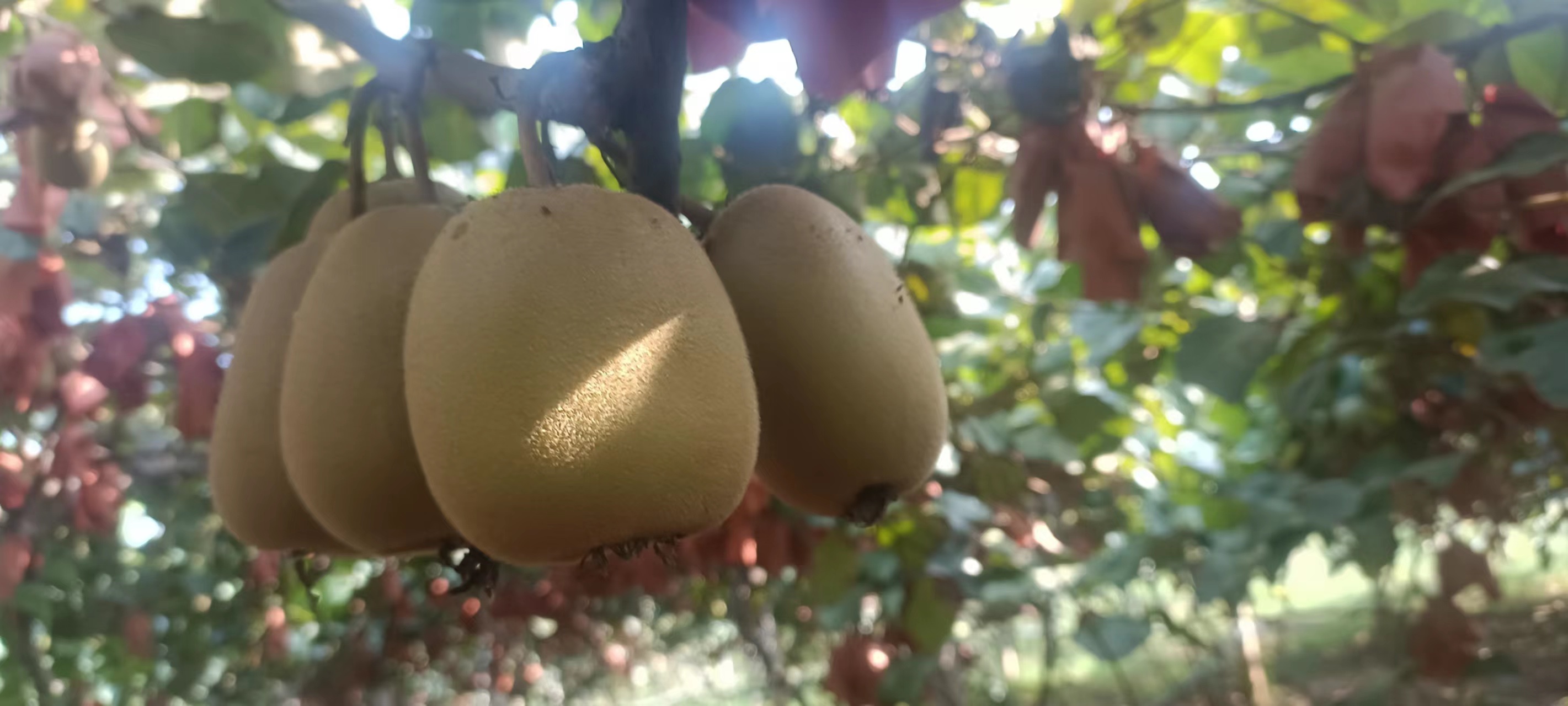 果园中的徐香猕猴桃植株