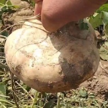 湖北沙土地种植地瓜又嫩又甜水分足大量供应中