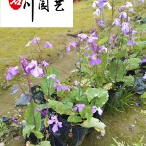 二月兰基地大量批发现挖现卖保质保量二月兰量大优惠