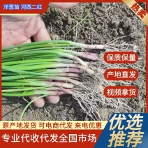 【热卖】洋葱苗河西二红半高桩早熟，无土无泥，根红苗壮