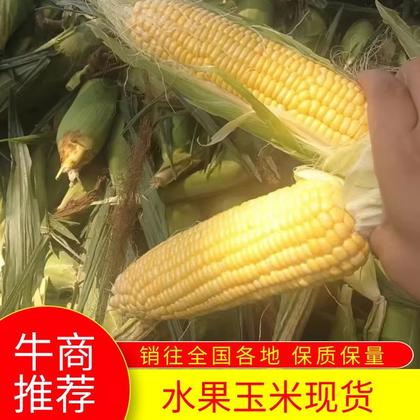 四川广元水果玉米产地行情