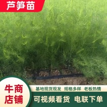 芦笋苗河北基地供货根系发达成活率高品种优质电联采购