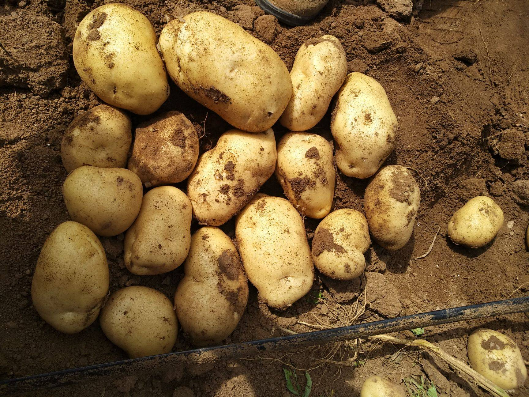 马铃薯品种226采收现场图