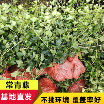 常青藤冬天不落叶四季常绿会爬藤的生长最快攀援植物