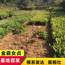 金森女贞小苗女贞球道路园林绿化工程彩叶苗木杯苗