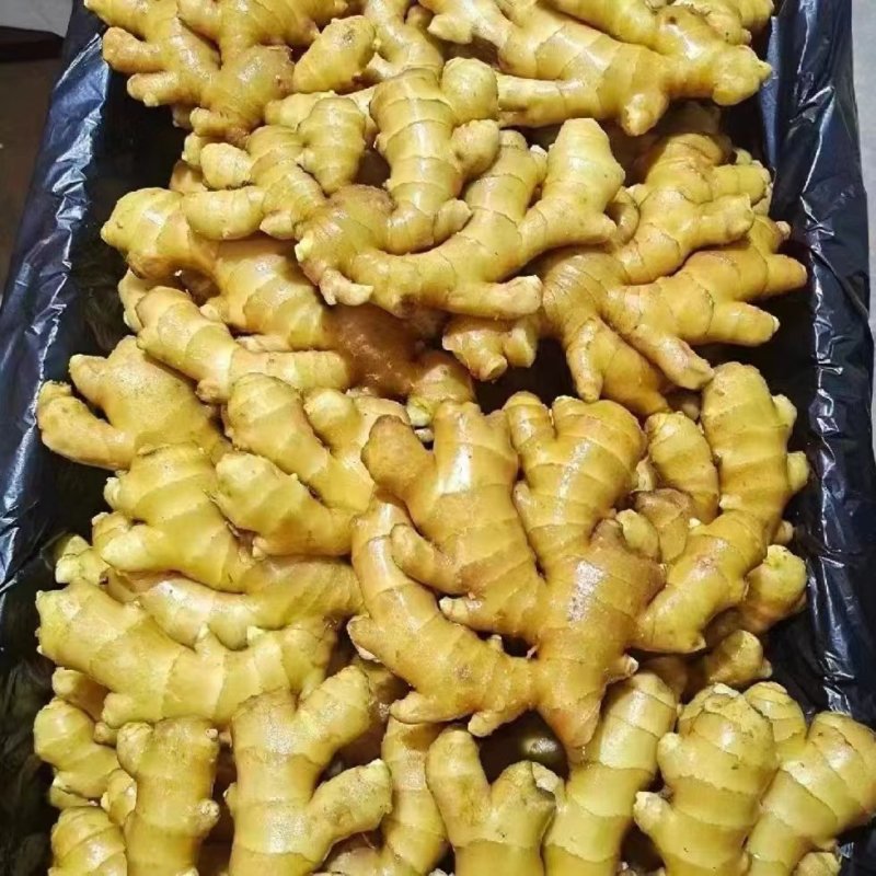 [老姜批发]【精选】优质生姜 老姜大量上市 产地常年供应 欢迎订购价