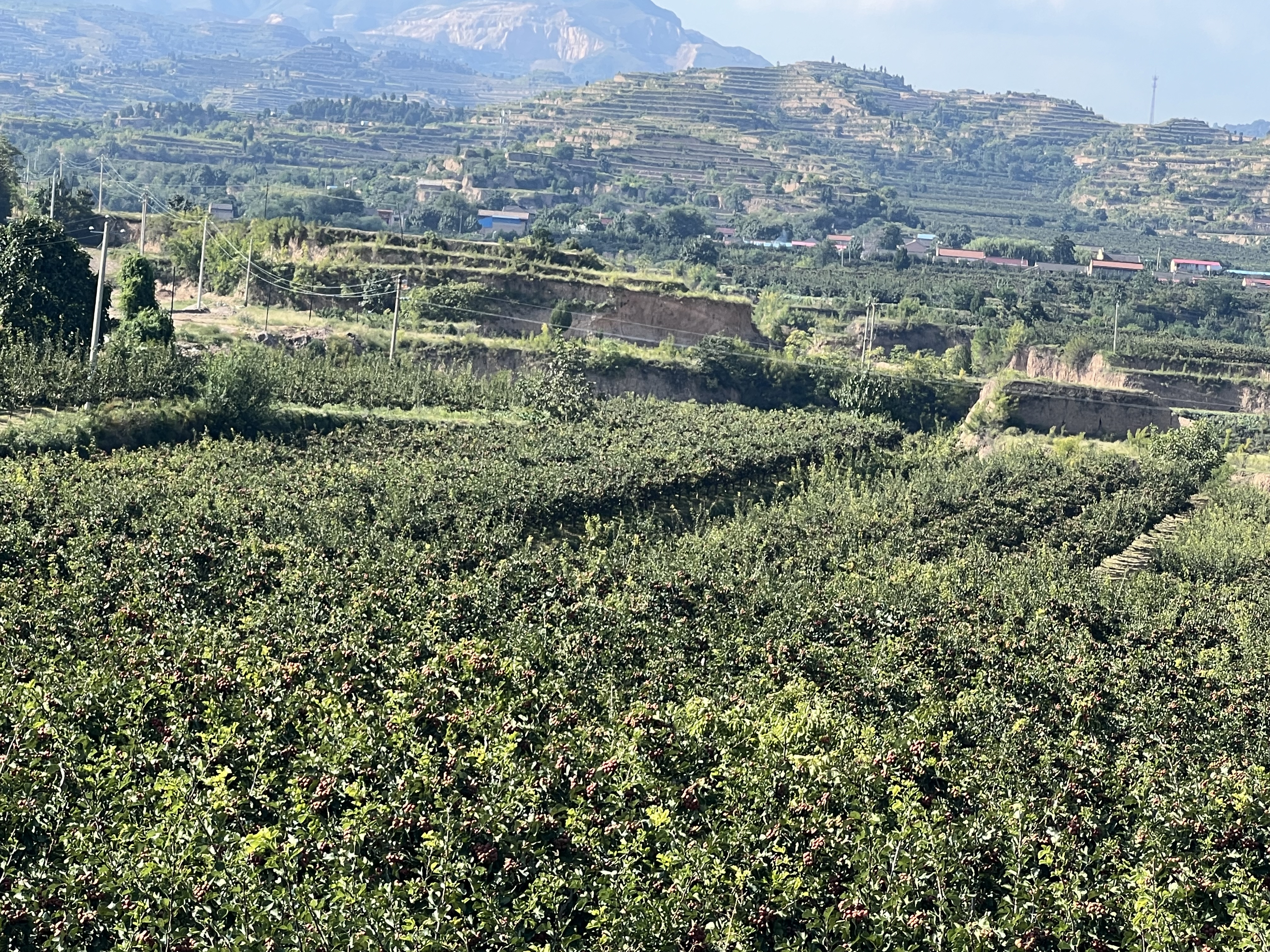 一片郁郁葱葱的山楂果园,清晨薄雾笼罩,果树枝头挂满成簇的红色山楂果,农民正在树下手工采摘,竹篮已装满新鲜果实,远处可见连绵青山与梯田地貌 山楂果园晨景