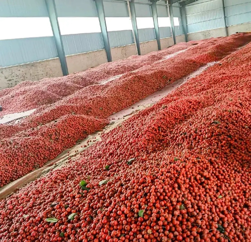 现代化山楂加工厂内部场景,透明玻璃后是自动化清洗、去核、切片、烘干流水线,工作人员身穿洁净服监控设备运行,传送带上整齐排列着刚切好的大五棱山楂片,背景有‘绿色健康·匠心制造’标语牌 大五棱山楂加工生产线