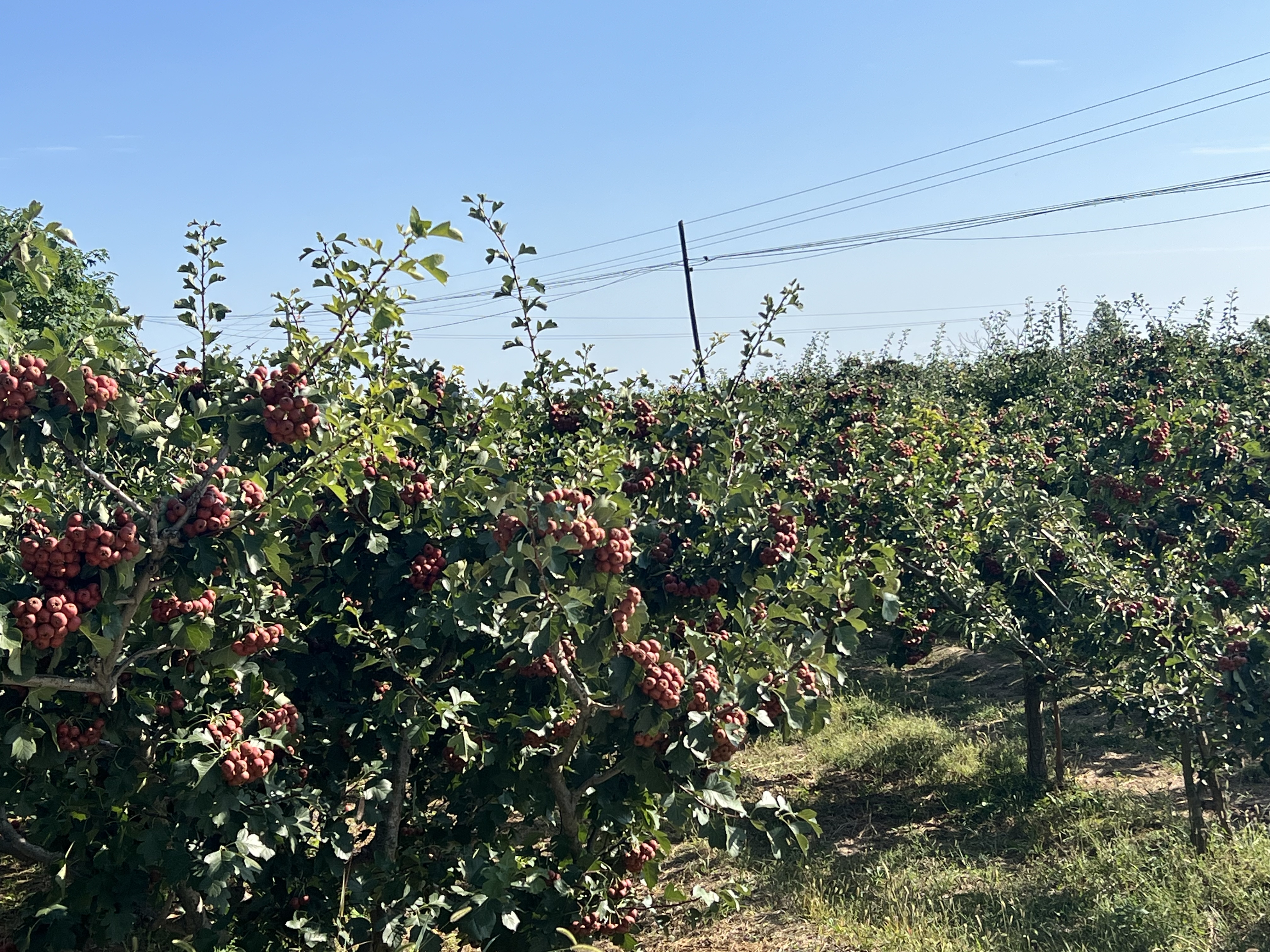 丰收季节的大五棱山楂果园全景