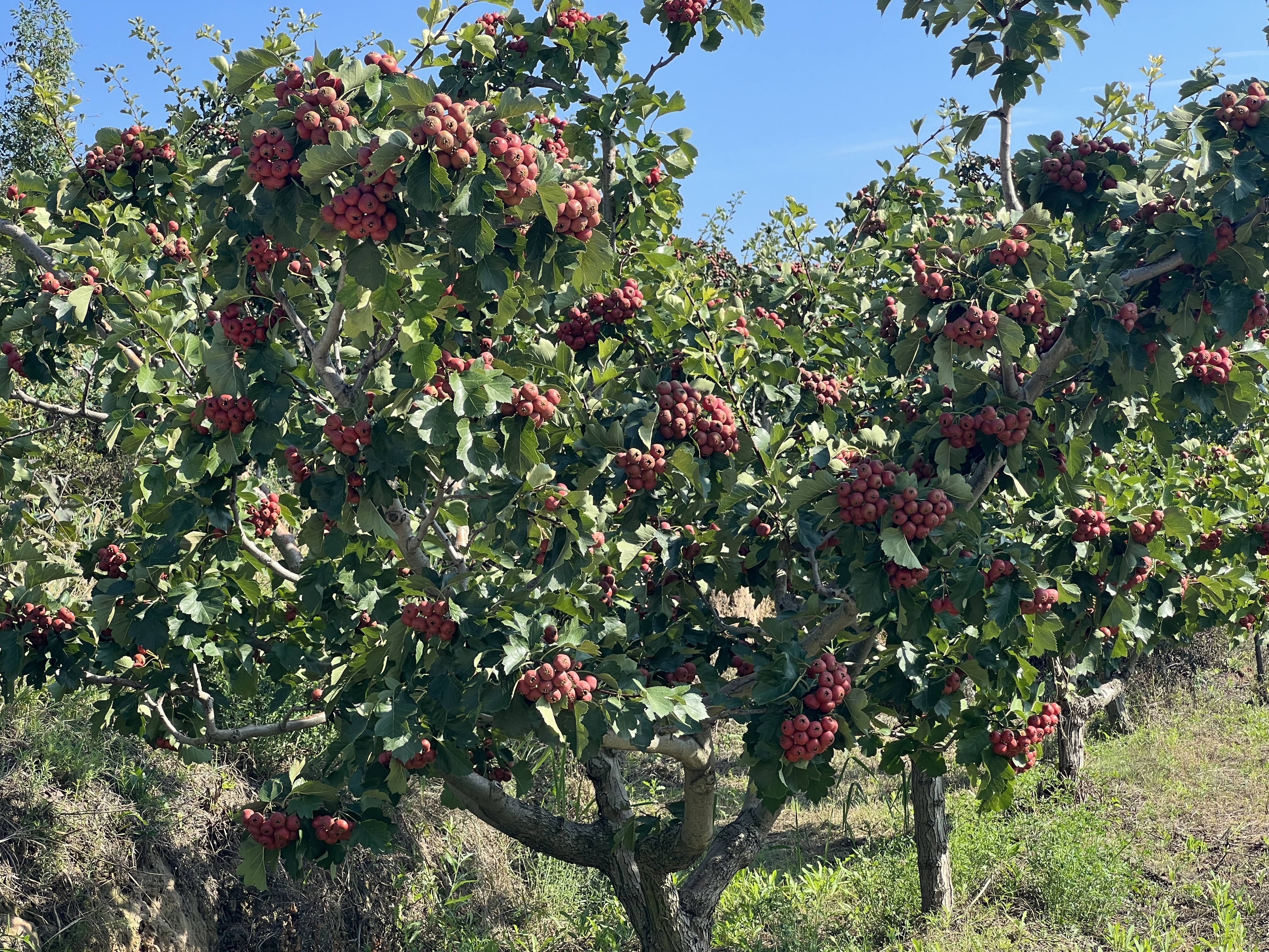 大五棱山楂整株果树挂果特写