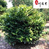 四川文母球苗木基地造型文母价格行情成都文母球苗木批发