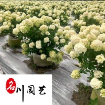 成都苗木基地大量批发圆锥绣球圆锥绣球价格行情量大优惠