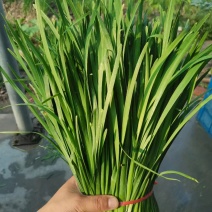 【精品】河南韭菜平顶山精品大叶韭菜产地直发量大价优