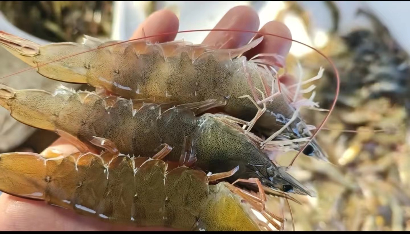 高清微距摄影:不锈钢分拣传送带上,数十只体长12–14cm的活体南美白对虾呈半弓形自然舒展,外壳青灰泛蓝绿金属光泽,触须完整灵动,尾扇张开,腹部节纹清晰;背景虚化处可见工人佩戴食品级手套进行人工复检,上方悬挂‘当日捕捞·48小时直达’电子计时牌 长白对虾养殖场捕捞分拣线上的新鲜活虾特写