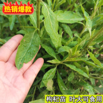 枸杞叶苗大叶食用枸杞苗四季适合南北方种植成活率高