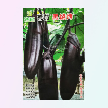 高端善高善茄种籽紫黑亮茄籽种子大全四季蔬菜种孑茄子种子