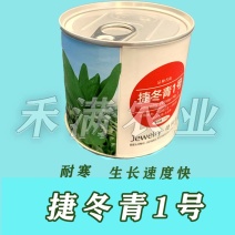 鸡毛菜种子种籽四季小白菜青菜油菜上海青蔬菜菜籽鸡毛菜种子