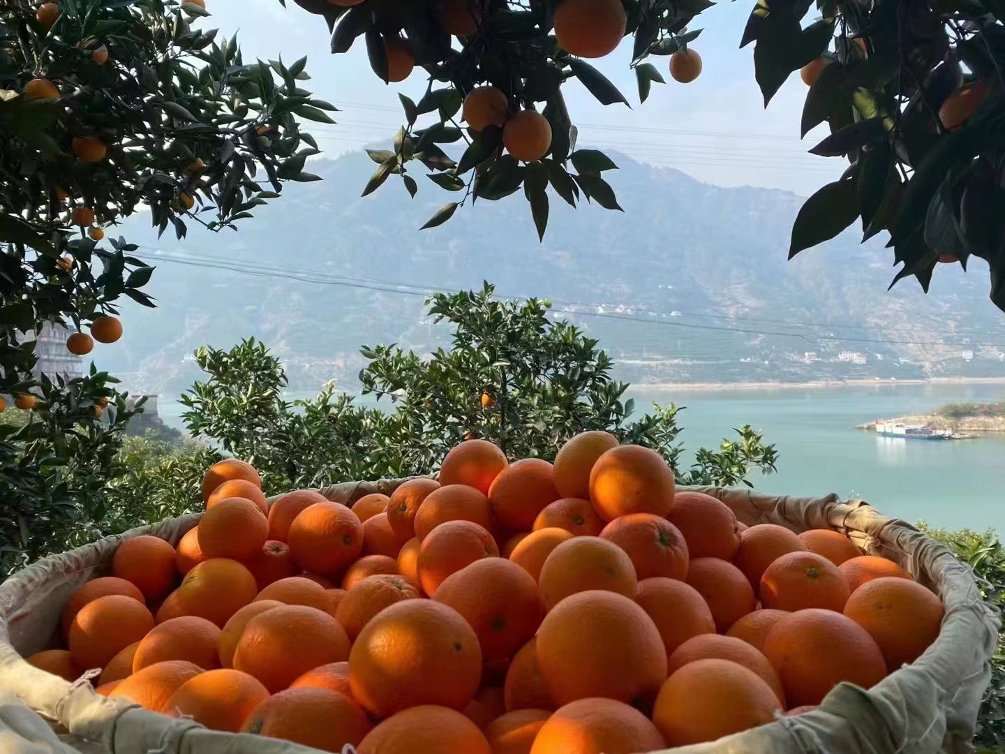 游客在秭归脐橙采摘园体验采摘乐趣,橙黄色果实挂满枝头,背景为三峡库区山水风光 脐橙采摘园游客体验