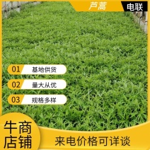 精品推荐【芦蒿】现摘现发货源充足产地直销欢迎来电