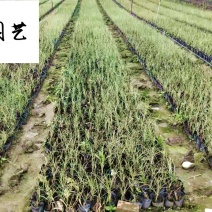 晨光芒自产自销成都晨光芒苗圃基地精品观赏草大量现货