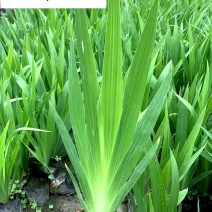 德国鸢尾花卉种植基地水生鸢尾现货供应成都水生植物批发