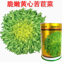 小狗牙苦菊种子碎叶苦苣种籽黄心苦菊野菜蔬菜特菜