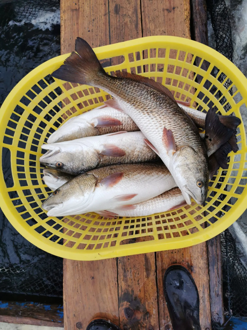 红古鱼红鼓鱼产地福建东山自有渔场质量三包