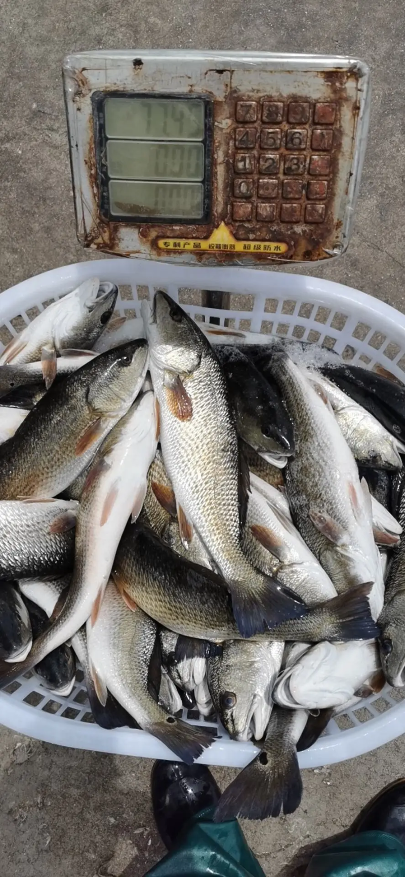 红古鱼红鼓鱼产地福建东山自有渔场质量三包