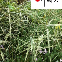 供应花叶芦苇绿化工程苗四川花叶芦苇苗木基地自产自销