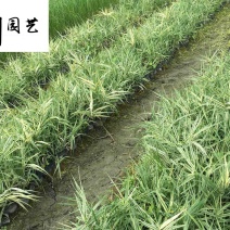 出售花叶芦竹现货成都水生植物苗圃基地花叶芦竹优惠批发
