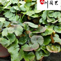 睡莲现货供应长期批发水生植物成都睡莲苗圃基地优惠价