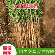 枳橙苗大叶枳壳实生苗枳橙实生苗卡佐里枳橙苗枳橙芽苗