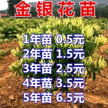 四季金银花苗懒汉金银花种苗耐寒南北方种植药用金银花