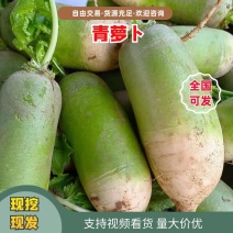 【青萝卜】开封萝卜大量上市价格美丽欢迎新老顾客前来采购