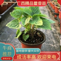 精品藿香苗批量出售专业种植基地成活率达98%