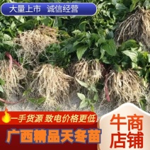 [牛]【天冬苗】天冬种苗广西天冬苗基地供应提供技术支持