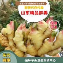 山东鲜姜红芽姜仔姜代存代发代卖、品质好价格美丽
