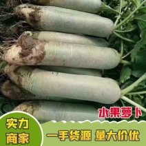 水果萝卜，冰激凌萝卜潍县萝卜，凤梨萝卜，对接电商，加工厂